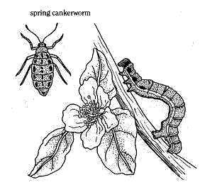 Spring cankerworm