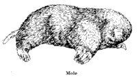 Moles