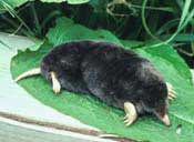 What Mole Looks Like