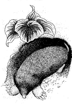 Diagnose Moles