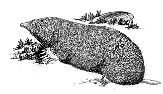 Moles