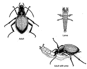 Ground or Tiger Beetles