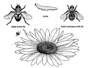 Hover Fly