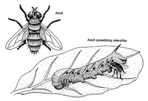 Tachinid Fly