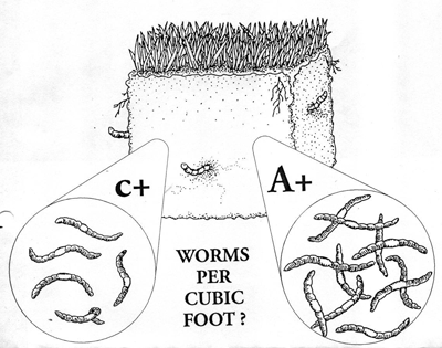 Earthworm count
