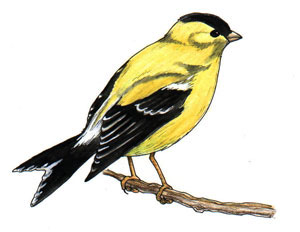 Finches