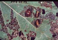 Mexican Bean Beetle