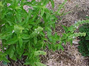 Basil