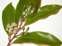 cherry laurel cherry laurel